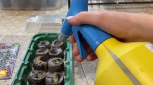 Как посадить дихондру