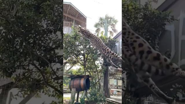 Грациозная дикая кошка прыгает за мячом смотреть онлайн