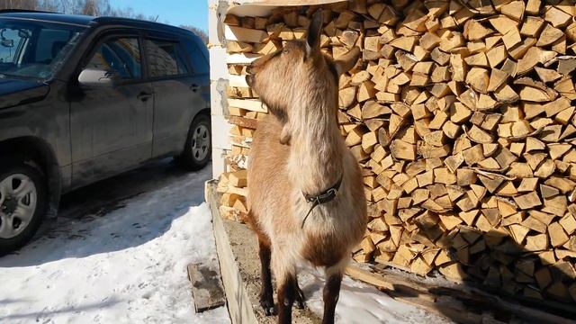 Беременность козы 2,5 месяца смотреть онлайн