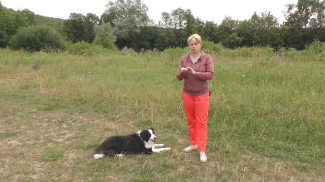 Как научить собаку выполнять команды без лакомства в руках. Дрессировка собаки "за зарплату". смотреть онлайн