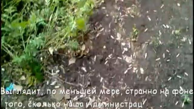 #015 ГрК: Каменск-Шахт. Люди-свиньи смотреть онлайн