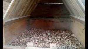 Фазаны. Охотничий фазан в брачный период.