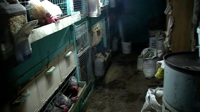 До какого возраста целесообразно держать перепелов и кур? смотреть онлайн