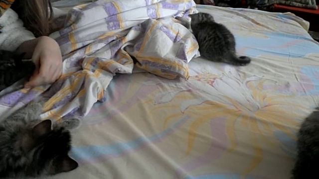 Настя со спящими котятами 31 декабря 2012 смотреть онлайн
