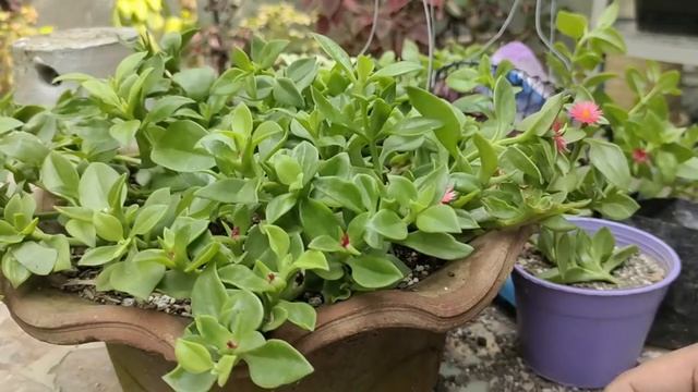 APTENIA SUN ROSE PLANT CARE TIPS & PROPAGATIONS/ UNBOXING/ SUCCULENTS ARRANGEMENT смотреть онлайн