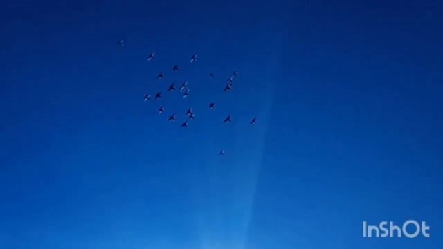 Голуби летали в небесах! смотреть онлайн