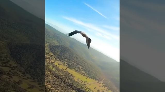 Красивый полет орла Beautiful eagle flying смотреть онлайн