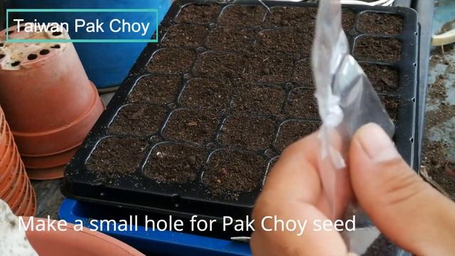 Best Vegetables | How To Grow Taiwan Pak Choi With Seed