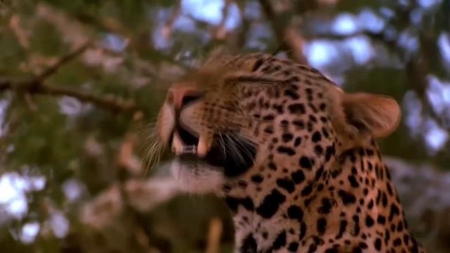 Попробуй не зевнуть. Самые милые животные