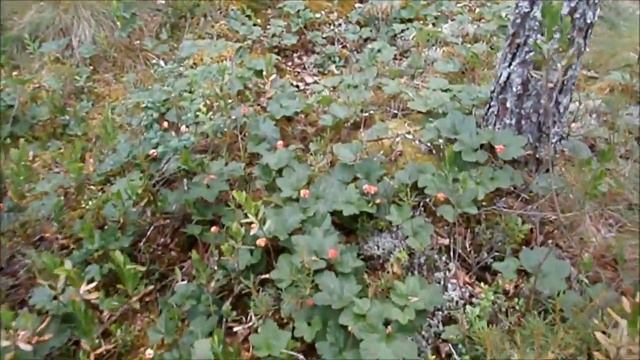 Выезд за морошкой смотреть онлайн