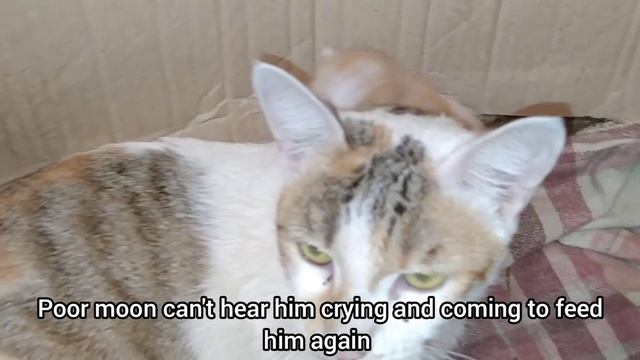 Mother Cat Has Adopted 3 Days Old Kitten But Cute Kitten Struggling For Mother Feed смотреть онлайн