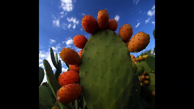 Василий Климов и его американские кактусы смотреть онлайн