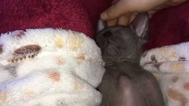 Крепкий сон сфинкса смотреть онлайн