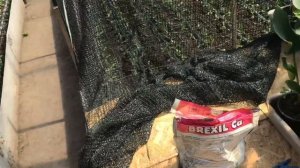 Выращивание эустомы в теплице/продолжение