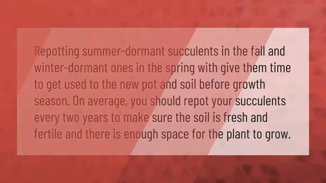 What does an overwatered succulent look like? смотреть онлайн