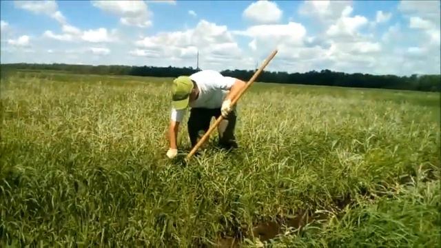 Эффективность гербицида "6 БАБ" против сорняков смотреть онлайн