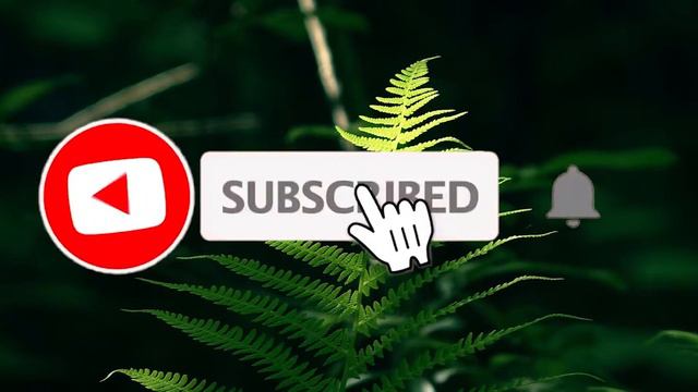 Fern leaves close up / Polypodióphyta / Папоротник смотреть онлайн