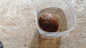 Как вырастить пальму из кокоса.  Часть 1.