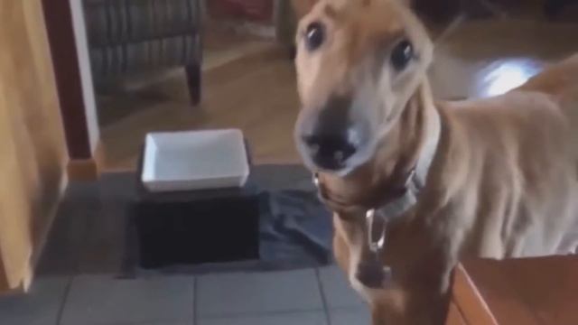 4# НЕ РЫЧИ НА МЕНЯ смотреть онлайн