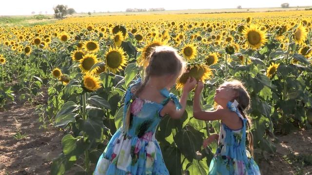 Подсолнух - этот цветок, постоянно поворачивающийся к солнцу, считается эмблемой веры и верности смотреть онлайн