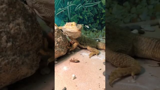 Качество звука хромает? #животные #юмор #reptile #animal #рептилии #агама #дракон #ящерица смотреть онлайн