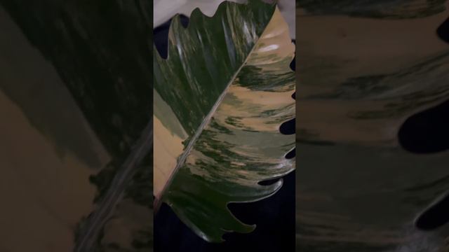 Doc Entry #8- Philodendron Caramel Marble Texas Aroid Show Spring Exhibit 2023 #aroids #philodendro смотреть онлайн