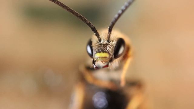 Съёмка макро на фото и на видео