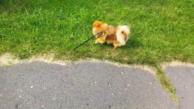 Иду туда , куда ведёт моя собака 🐕 смотреть онлайн