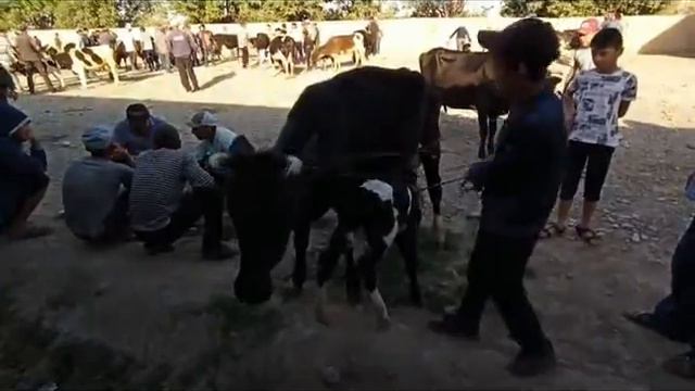КУРКАТ МОЛ БОЗОРИ-Моллар жудаям арзонлашиб кетти,пародали моллар,хисори,кучкорлар,сигирлар,новвосла смотреть онлайн