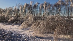 Последствия ледяного дождя -10°C