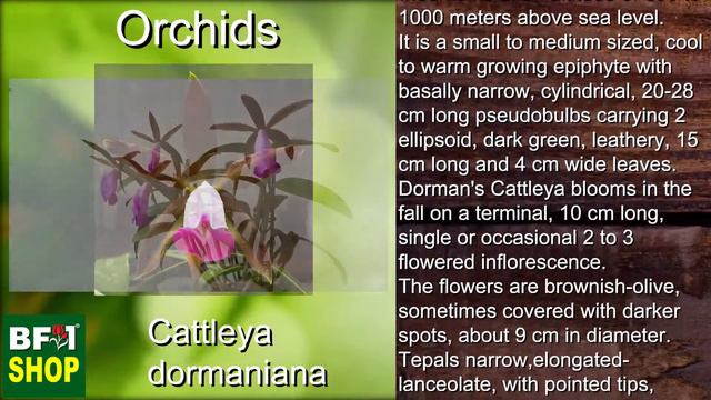 (Cattleya Dormaniana) Orchids Gallery Malaysia At BF1