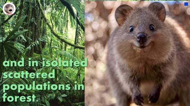 Quokka Simple Wikipedia Amazing Animal Facts in English смотреть онлайн