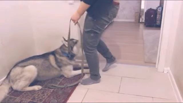 Дресирование молодой Хаски смотреть онлайн