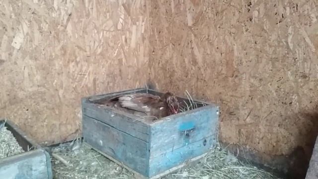 Когда утка сядет на яйцо. смотреть онлайн