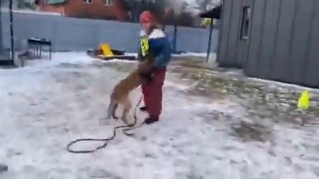 Кобель малинуа, 1,2 года. смотреть онлайн