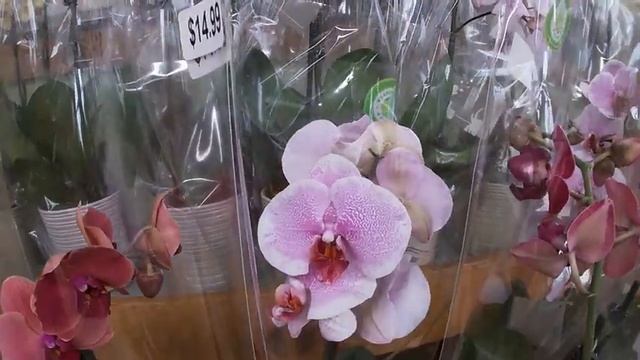 По орхидейным местам... ??♀️??? смотреть онлайн