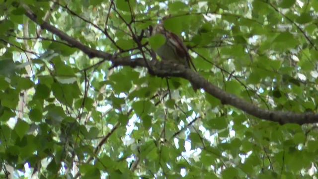 Певчий дрозд (Turdus philomelos) в лесу Мещёры. д. Михали Гусь-Хрустальный район. смотреть онлайн