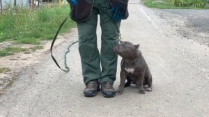 Дрессировка американский булли БАЙТ