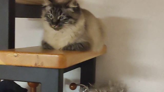 Высоко сижу, далеко гляжу! смотреть онлайн