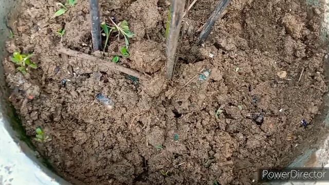 How To Grow And Care Clematis Flowering Vine Best Fertilizer In Plant Best Cutting Tips