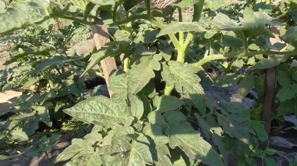 Томатный Гном Металлика. Моя новинка 2022 года. Обзор томата в открытом грунте в конце мая.