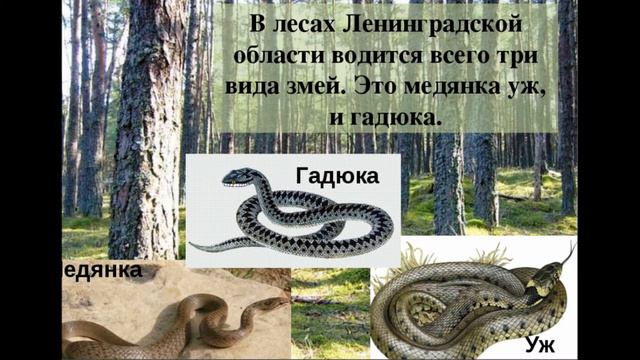 Лесные Робинзоны смотреть онлайн