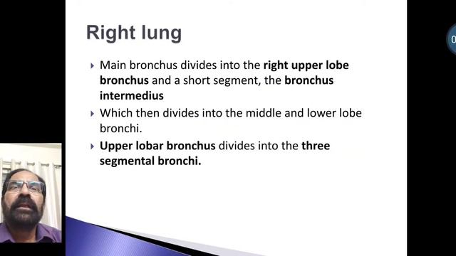 14. Lung and bronchopulmonary segment смотреть онлайн