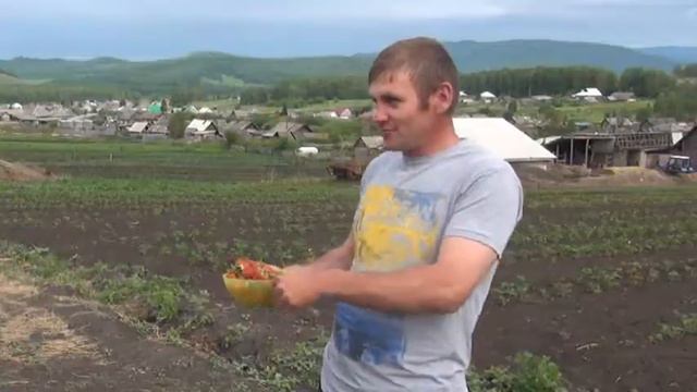 Первая клубника