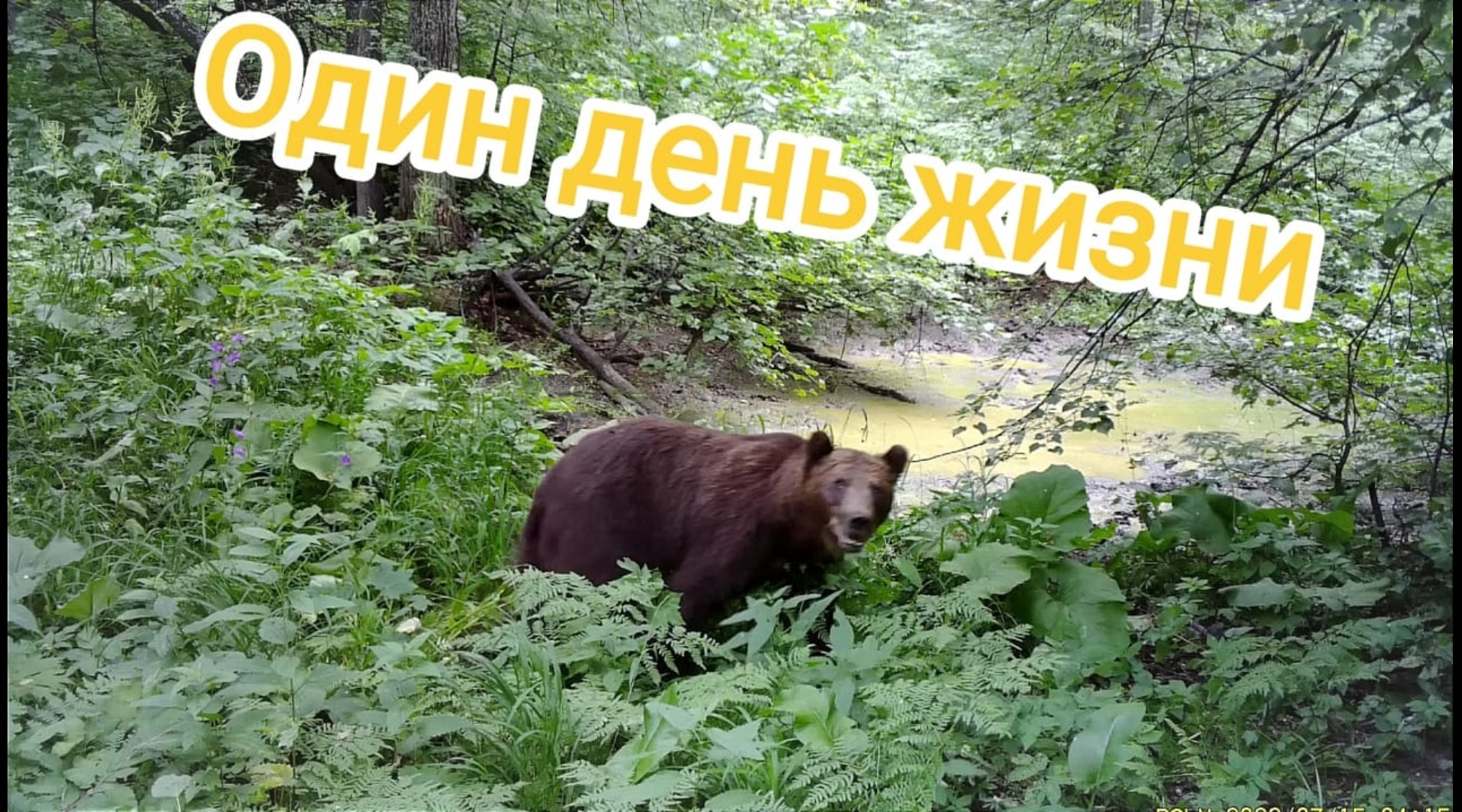 Один день из жизни лесного блоггера, как это бывает. смотреть онлайн