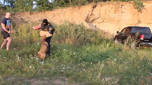 SZKOLENIE PSÓW ,,PIT BULL ALCATRAZ POLAND'' 2016 смотреть онлайн