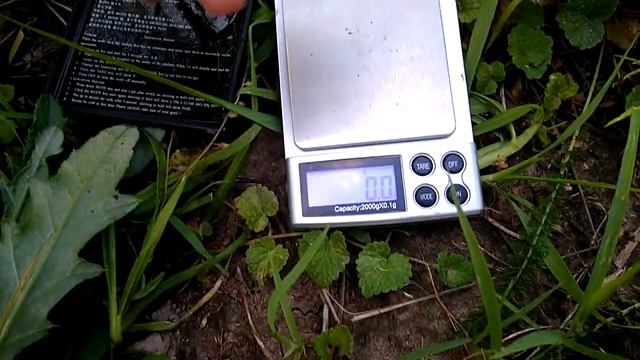 Самый крупный плод сорта абрикоса Мелитопольский Ранний смотреть онлайн