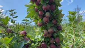 Крыжовник Колобок