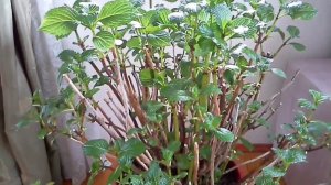 Состояние крупнолистной гортензии,зимующей на даче,27 марта