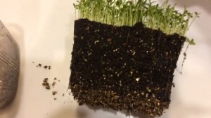 Брахикома 27.02.18 Пикировка брахикомы